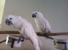 Umbrella-cockatoos-for-sale